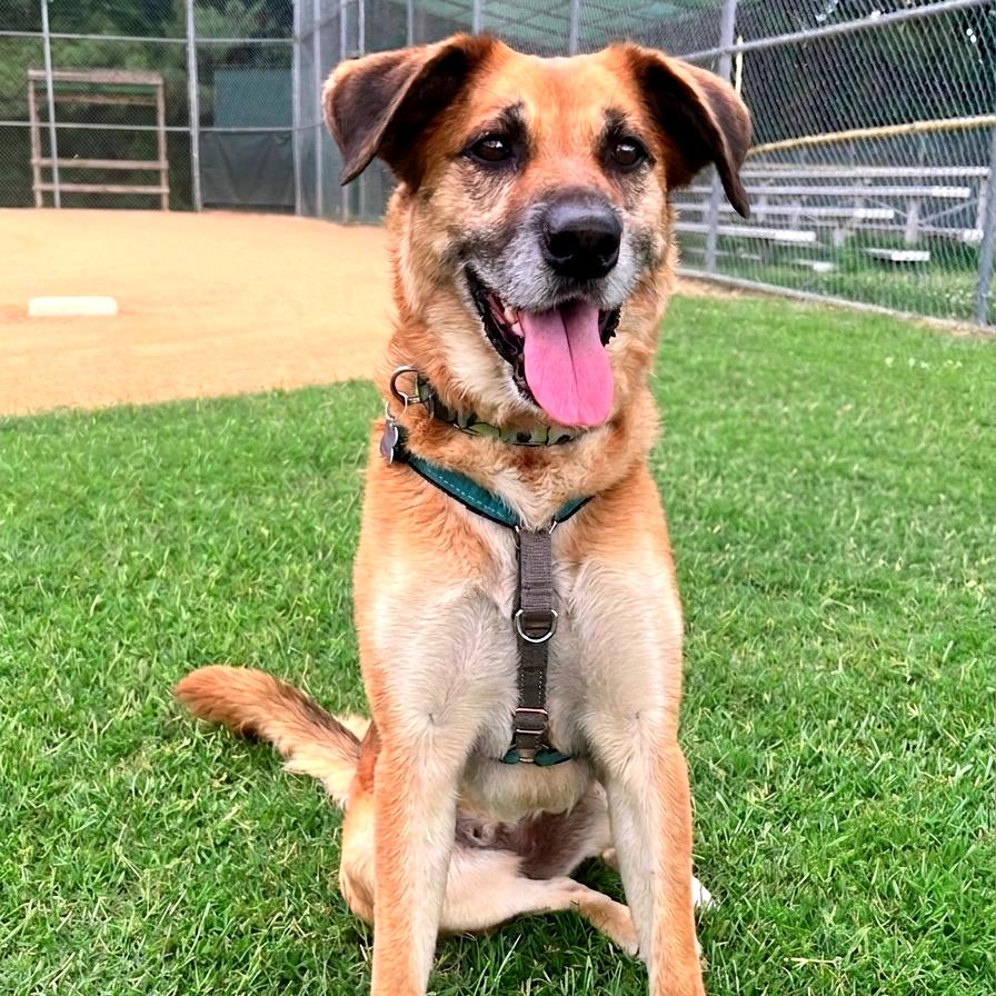 Enlarge Penny, a Adoptable Mixed Breed in Richmond, VA image 2/6