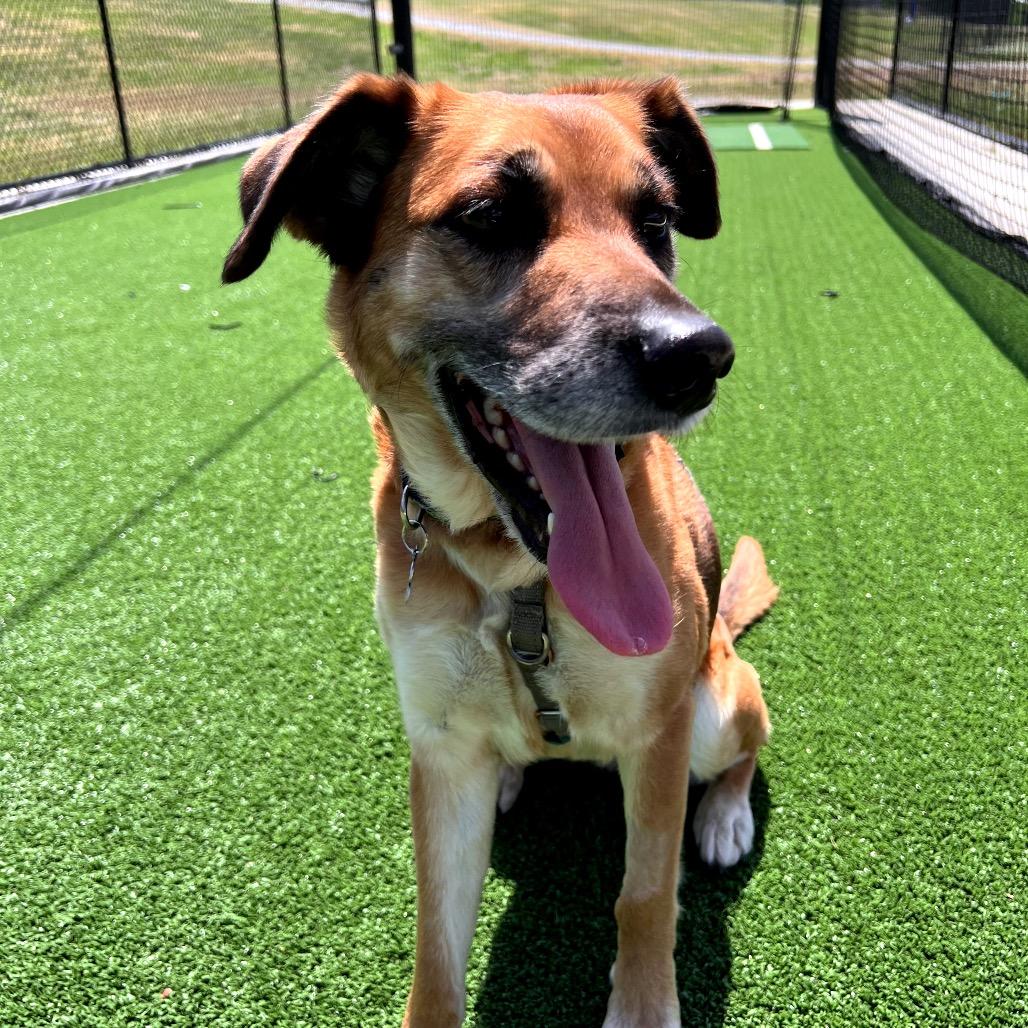 Enlarge Penny, a Adoptable Mixed Breed in Richmond, VA image 3/6