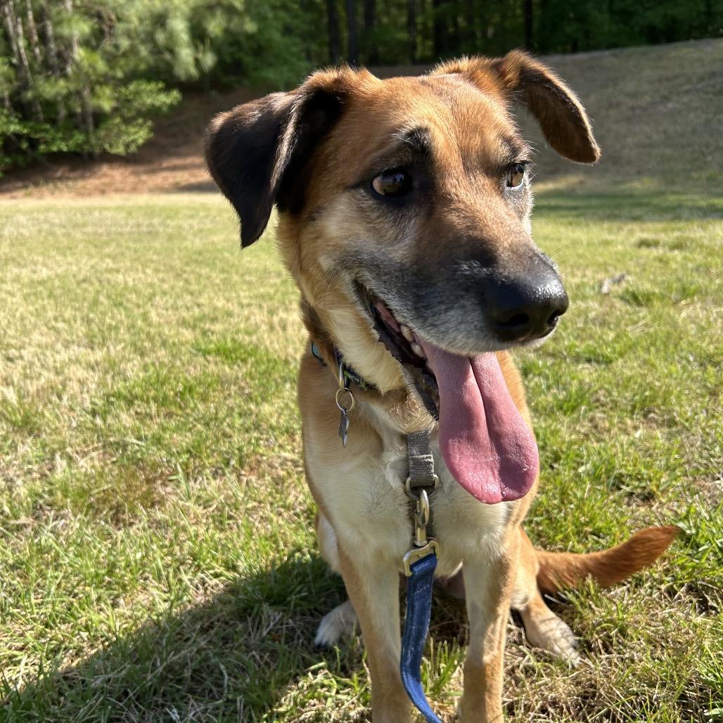 Enlarge Penny, a Adoptable Mixed Breed in Richmond, VA image 5/6