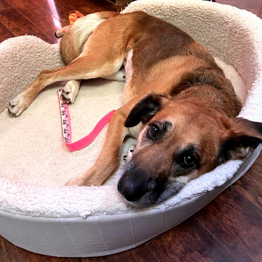 Enlarge Penny, a Adoptable Mixed Breed in Richmond, VA image 6/6