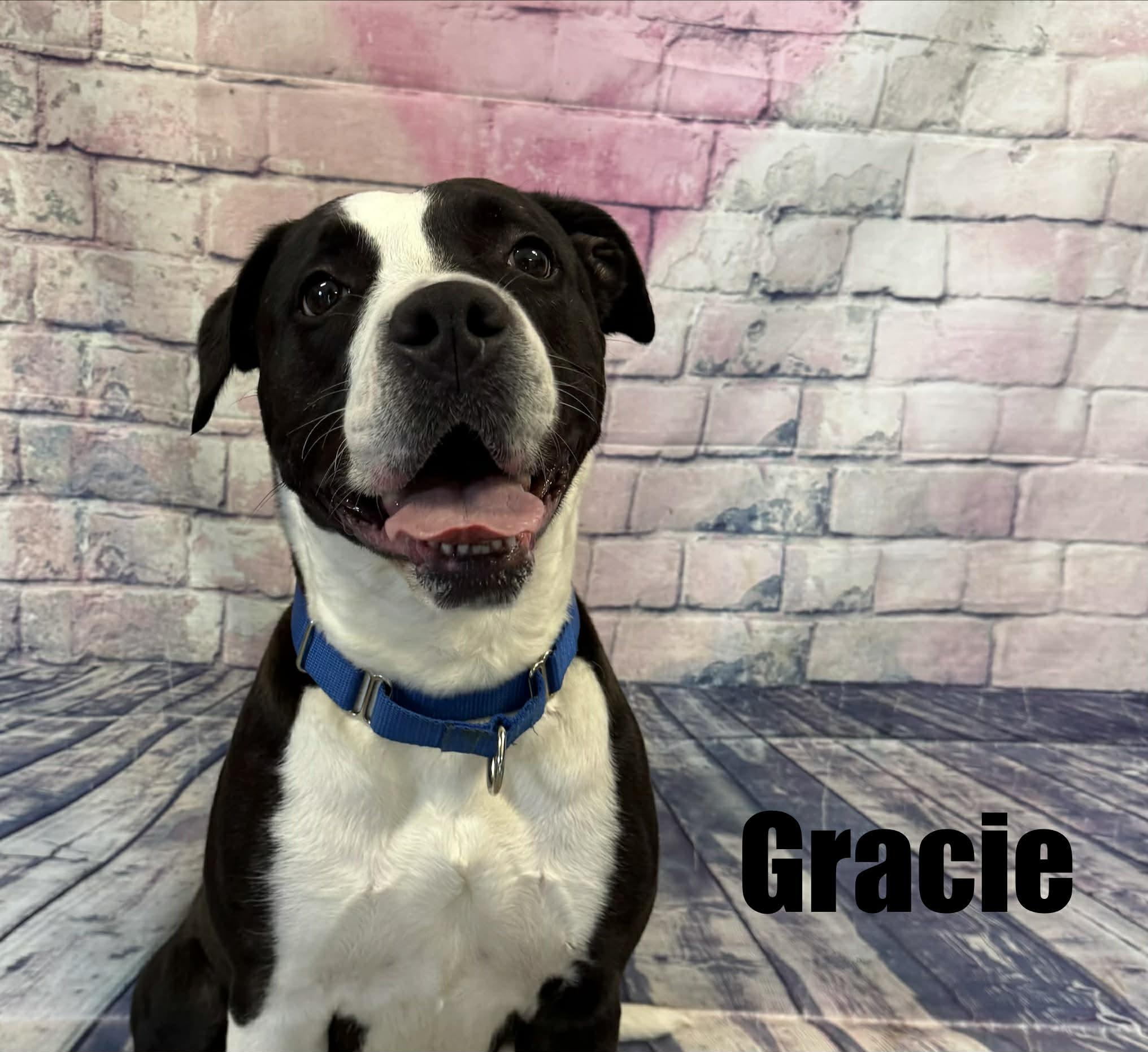 Gracie, an adoptable mixed breed in Quincy, MI image 3/4