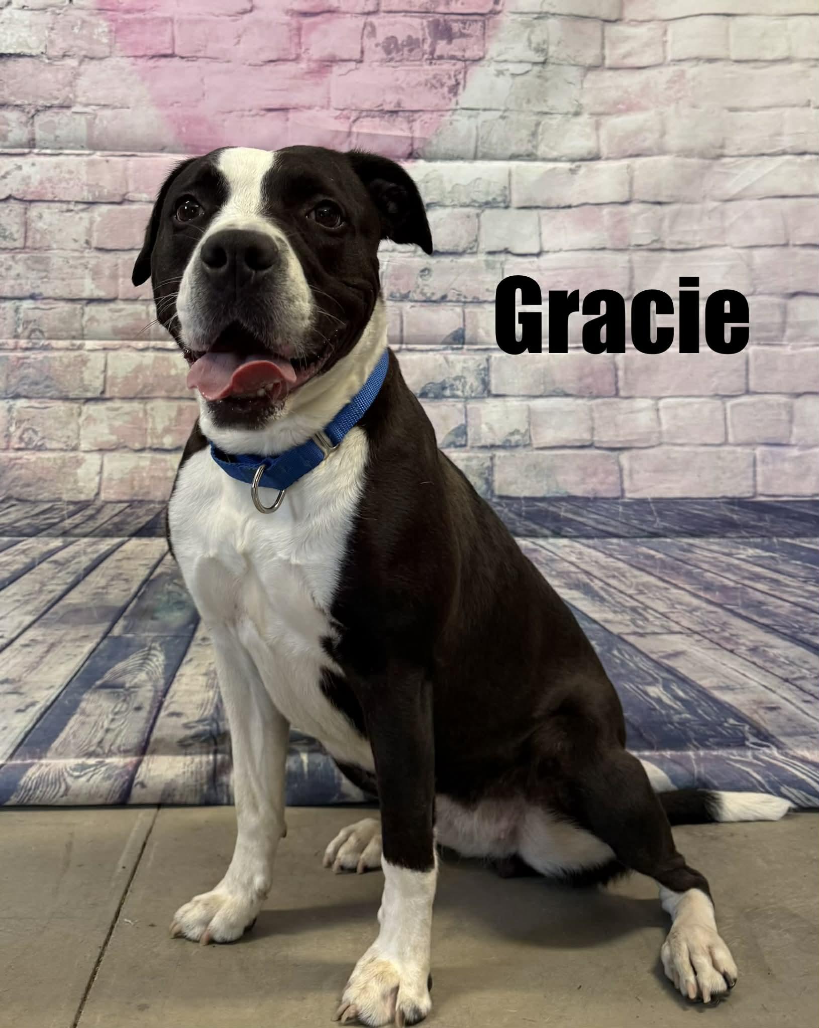 Gracie, an adoptable mixed breed in Quincy, MI image 1/4