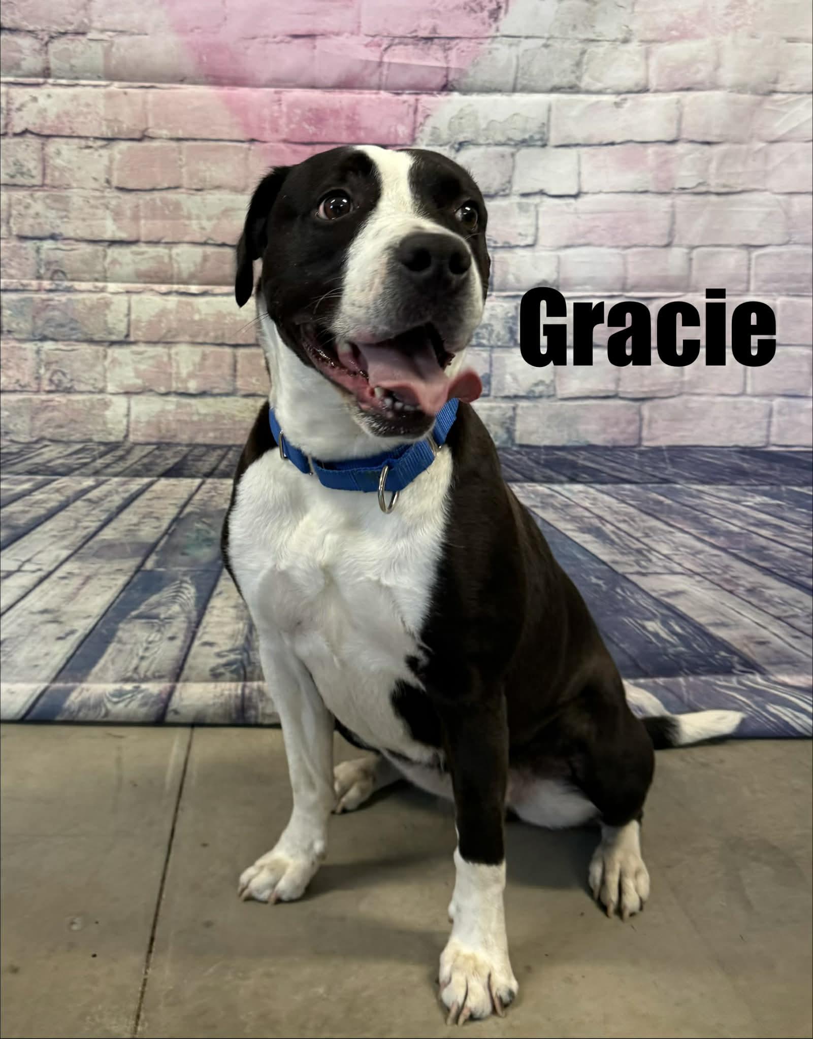 Gracie, an adoptable mixed breed in Quincy, MI image 2/4