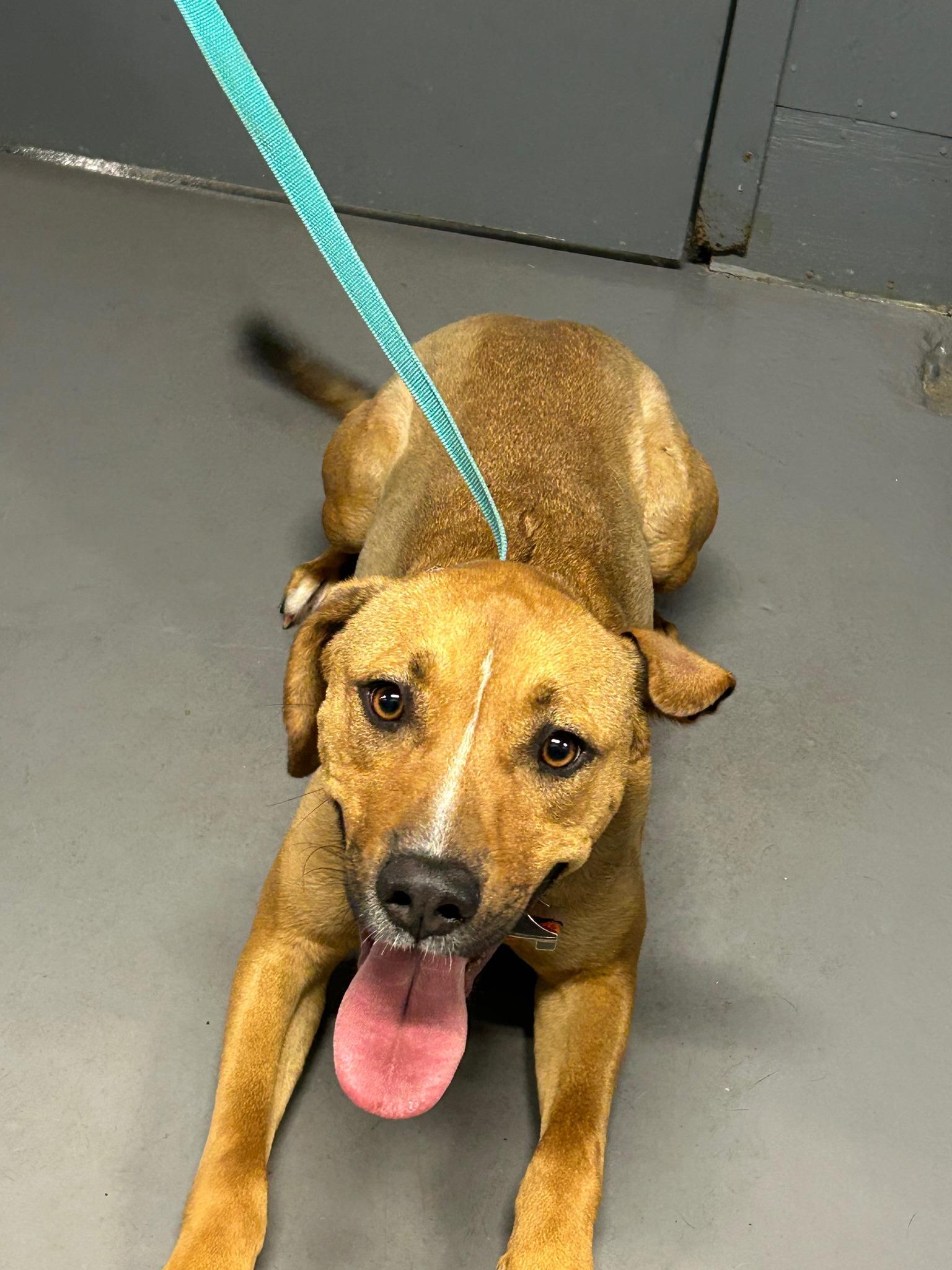 Marshal# 655, Adult Male Labrador Retriever