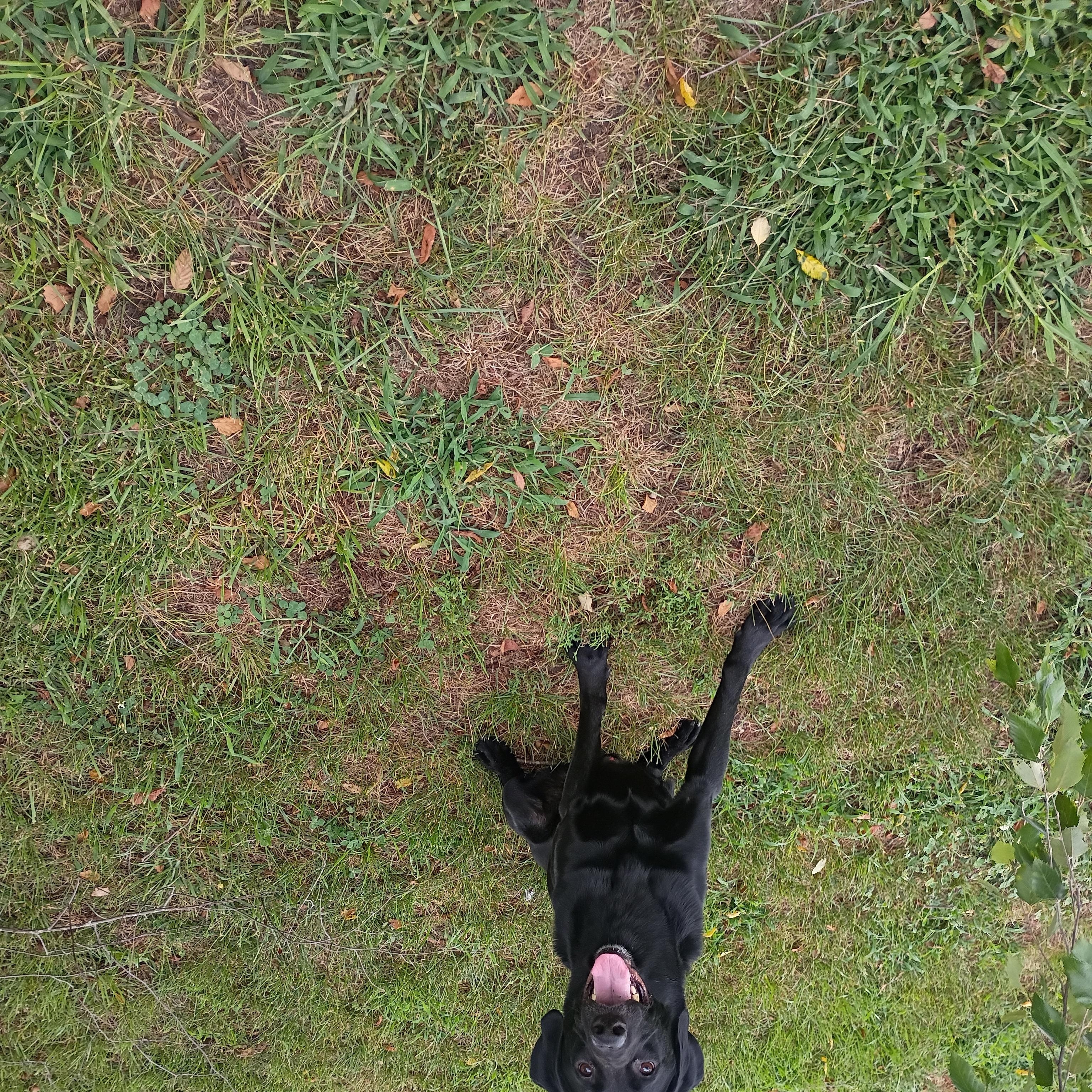 Enlarge Blue, a Adopted Black Labrador Retriever in Salisbury, MD image 2/2