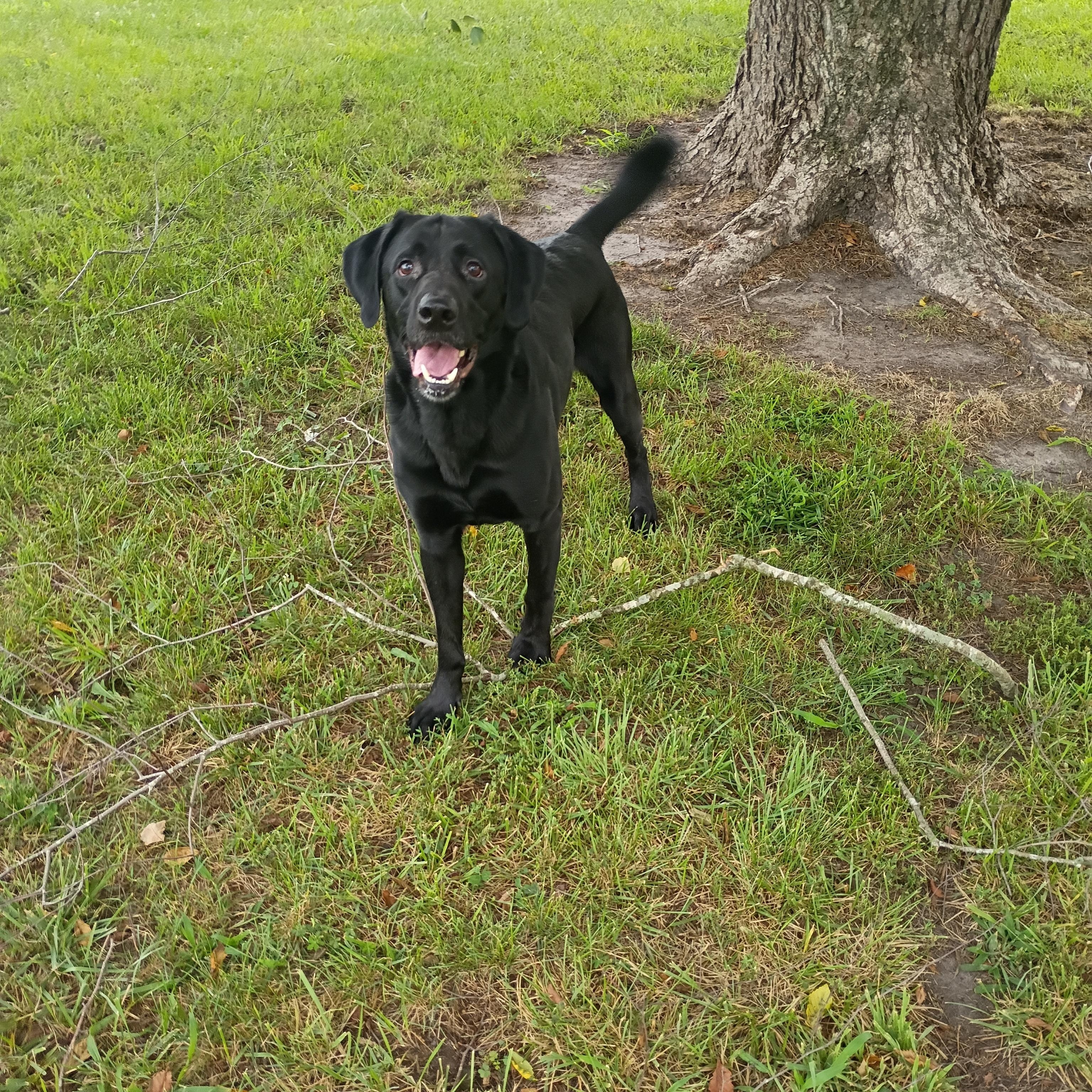 Enlarge Blue, a Adopted Black Labrador Retriever in Salisbury, MD image 1/2