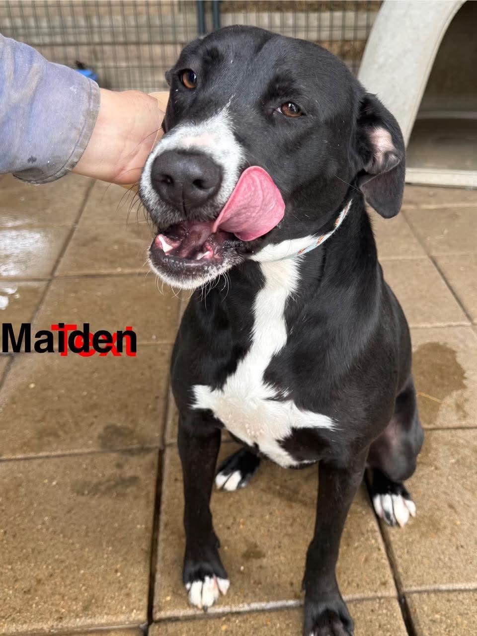 Maiden, Adoptable, Puppy Female Pit Bull Terrier.