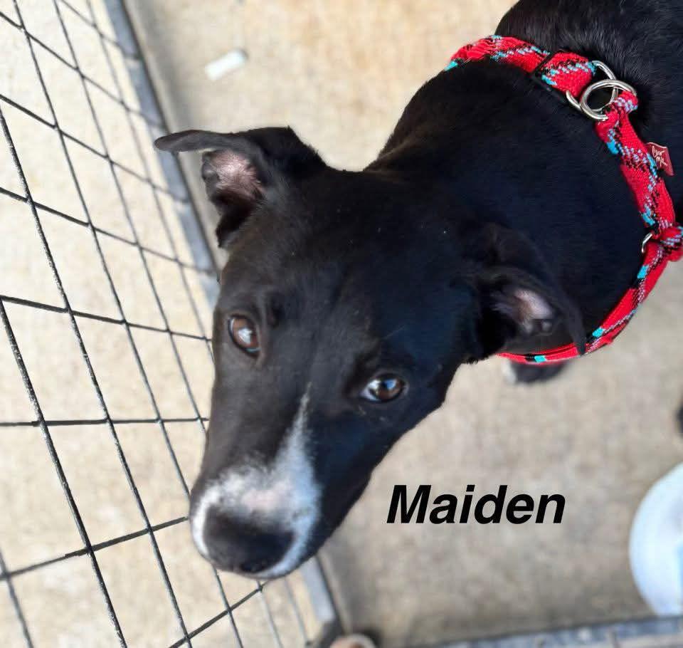 Maiden, Adoptable, Puppy Female Pit Bull Terrier.