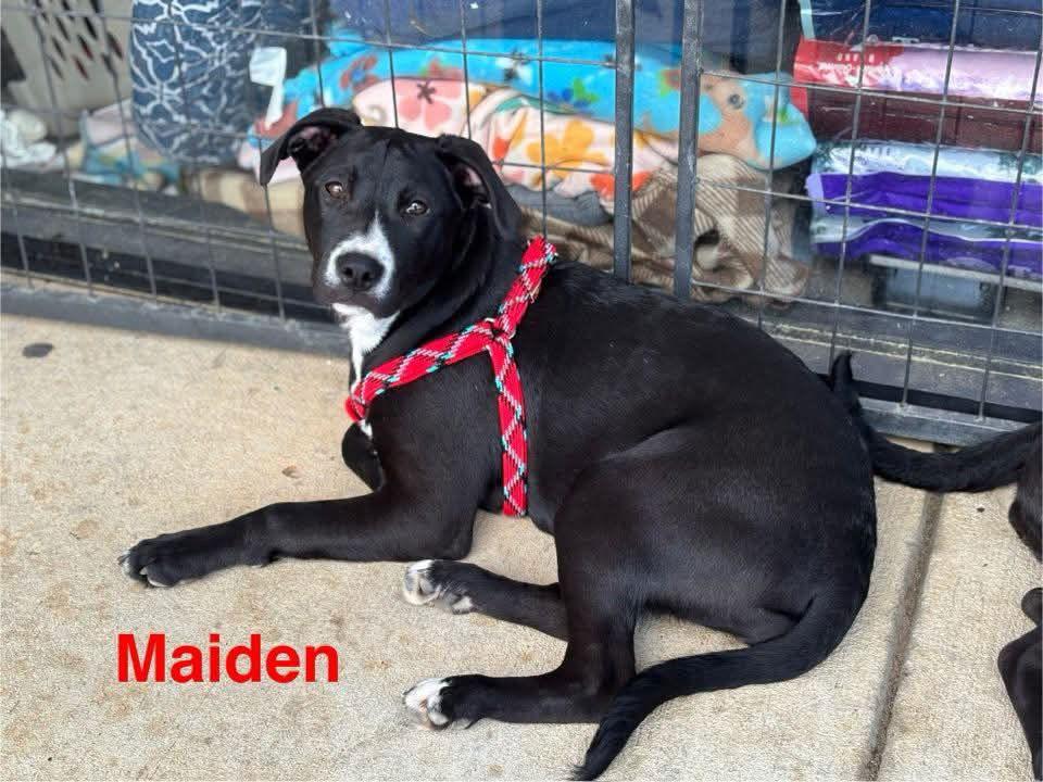 Maiden, a Adoptable Pit Bull Terrier in Farmerville, LA image 3/3