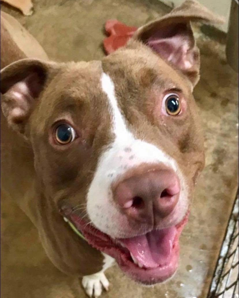 Enlarge Maury, a Adoptable mixed breed in Water Valley, MS image 2/6