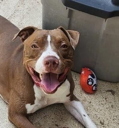 Enlarge Maury, a Adoptable mixed breed in Water Valley, MS image 1/6
