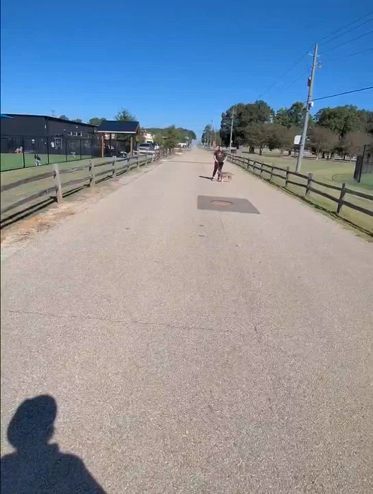 Enlarge Maury, a Adoptable mixed breed in Water Valley, MS video 6/6