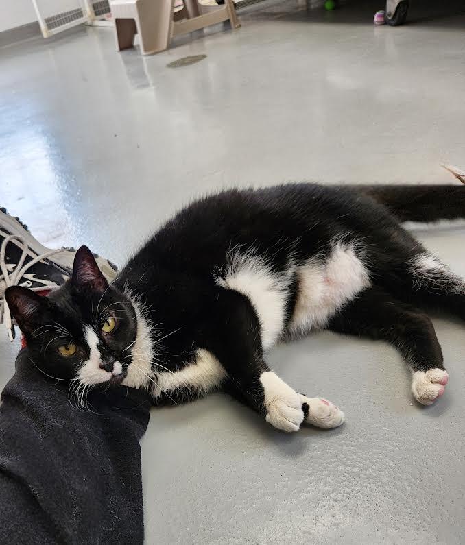 Enlarge Luka, a Adoptable Domestic Short Hair in Medfield, MA image 1/6
