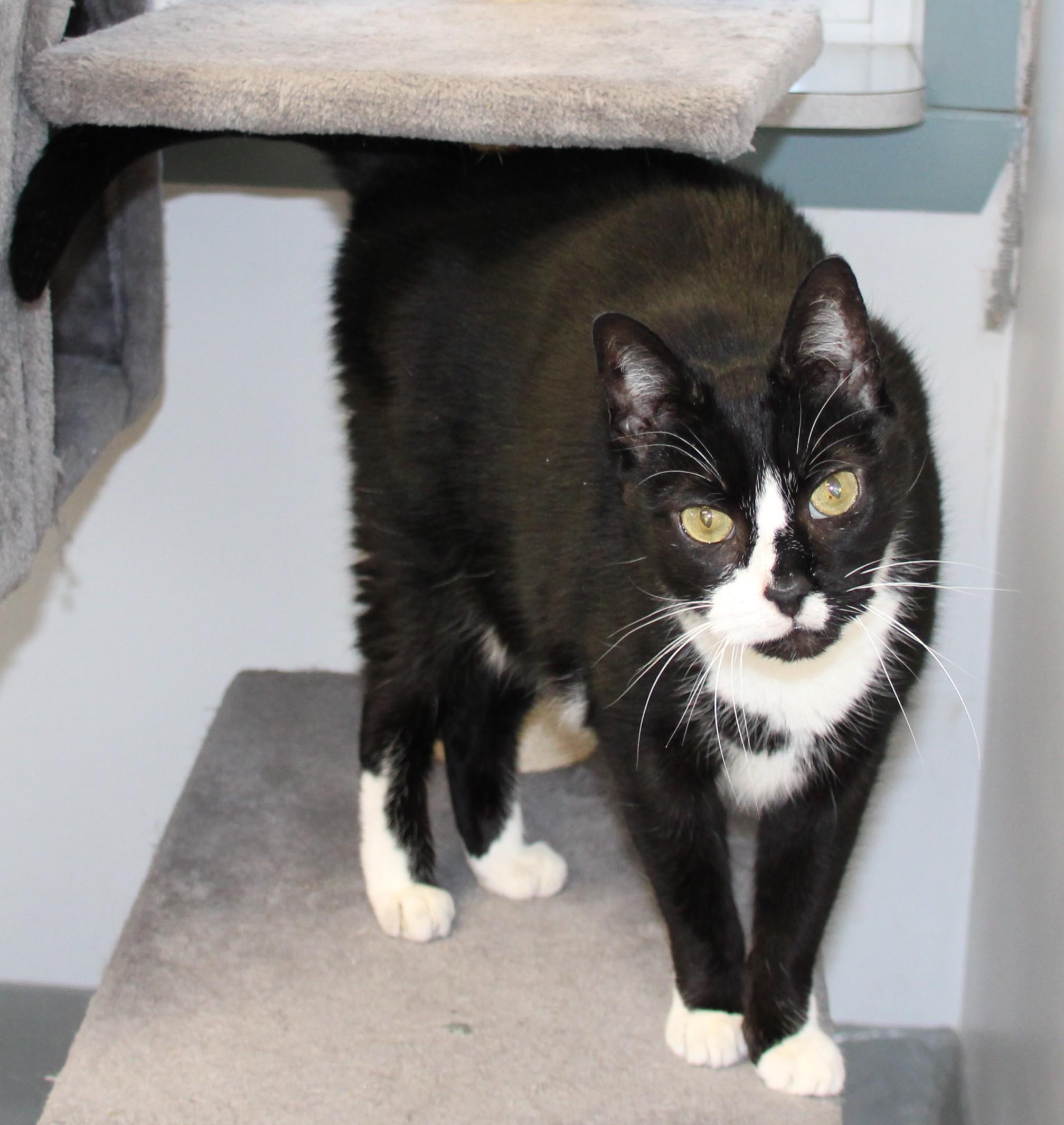 Enlarge Luka, a Adoptable Domestic Short Hair in Medfield, MA image 3/6