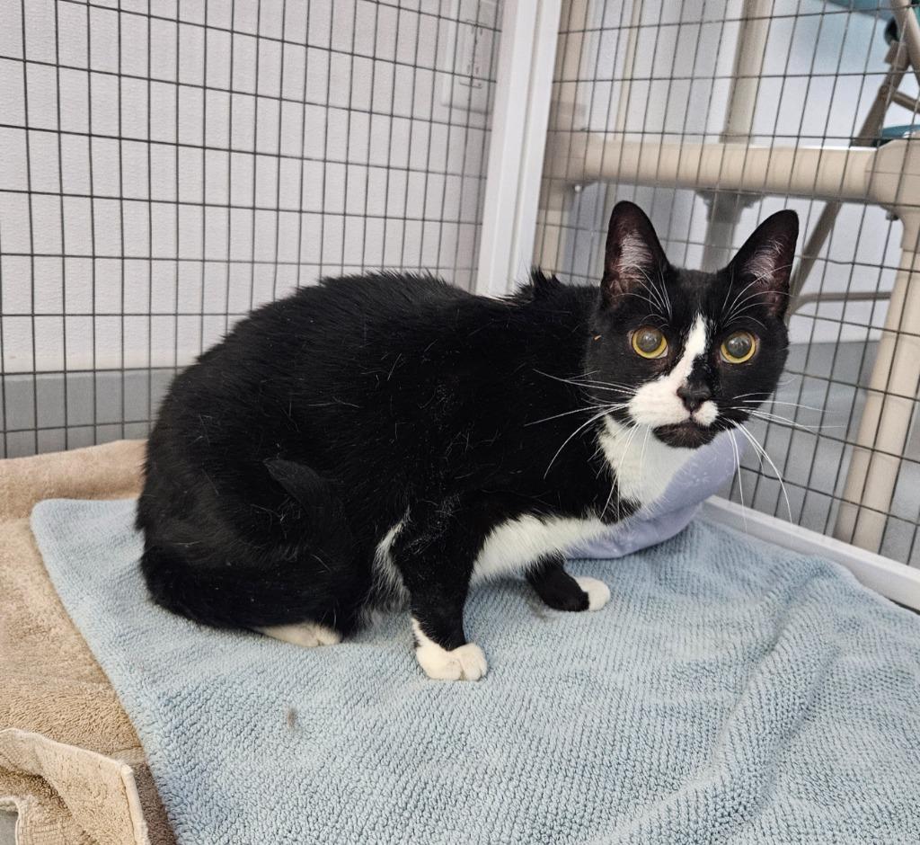 Enlarge Luka, a Adoptable Domestic Short Hair in Medfield, MA image 4/6