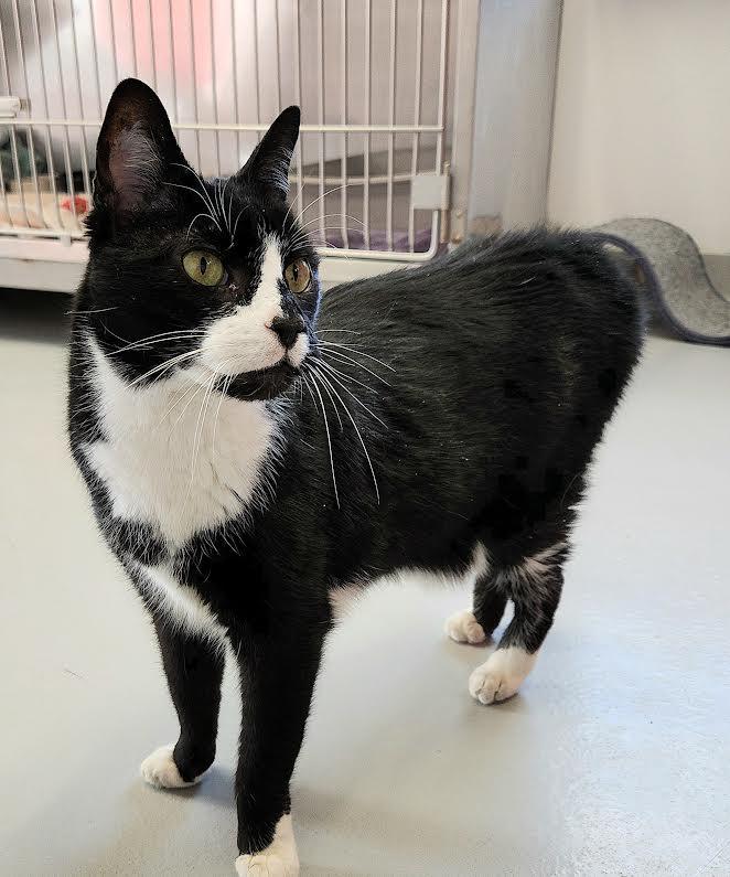 Enlarge Luka, a Adoptable Domestic Short Hair in Medfield, MA image 2/6