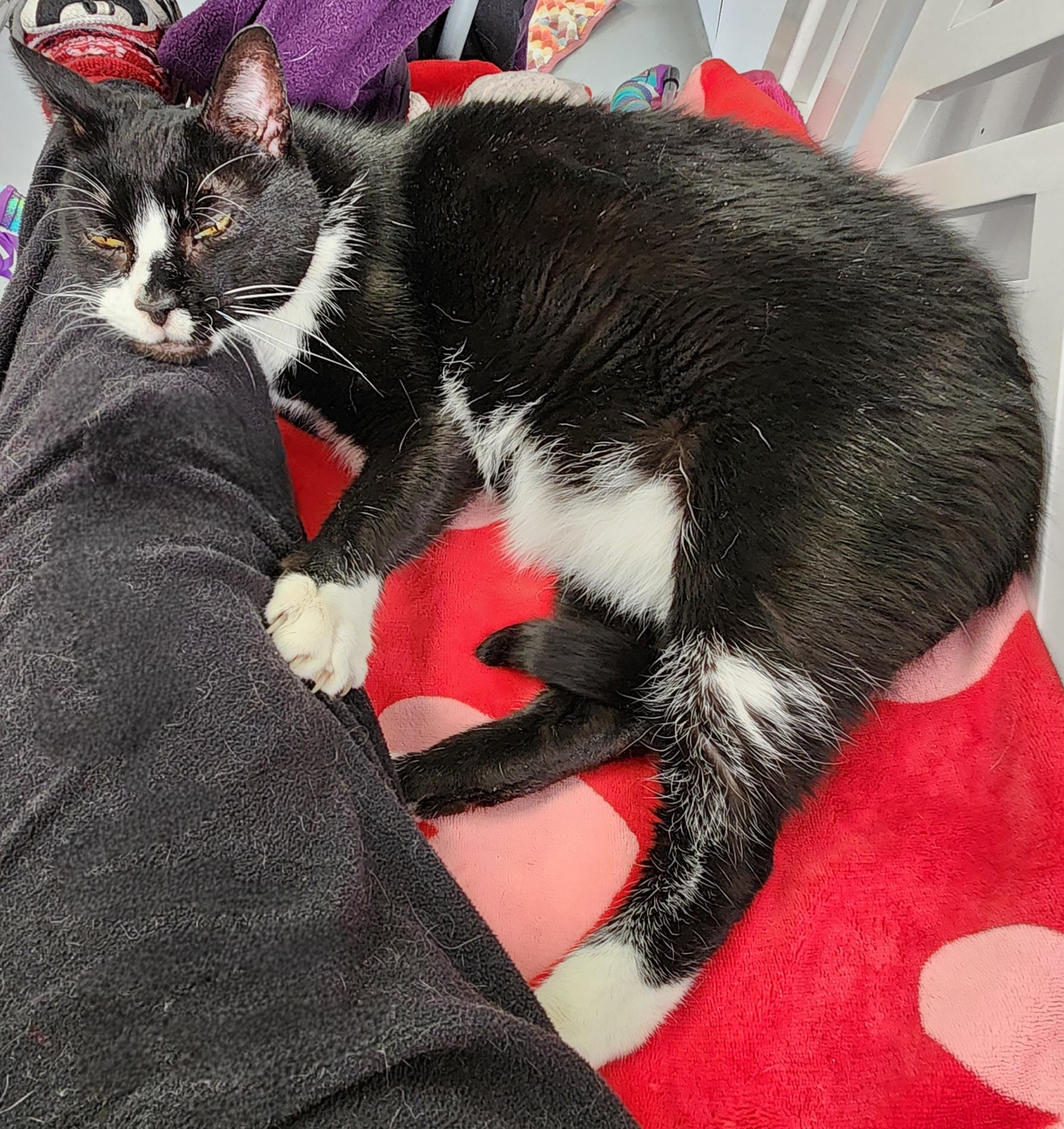 Enlarge Luka, a Adoptable Domestic Short Hair in Medfield, MA image 5/6