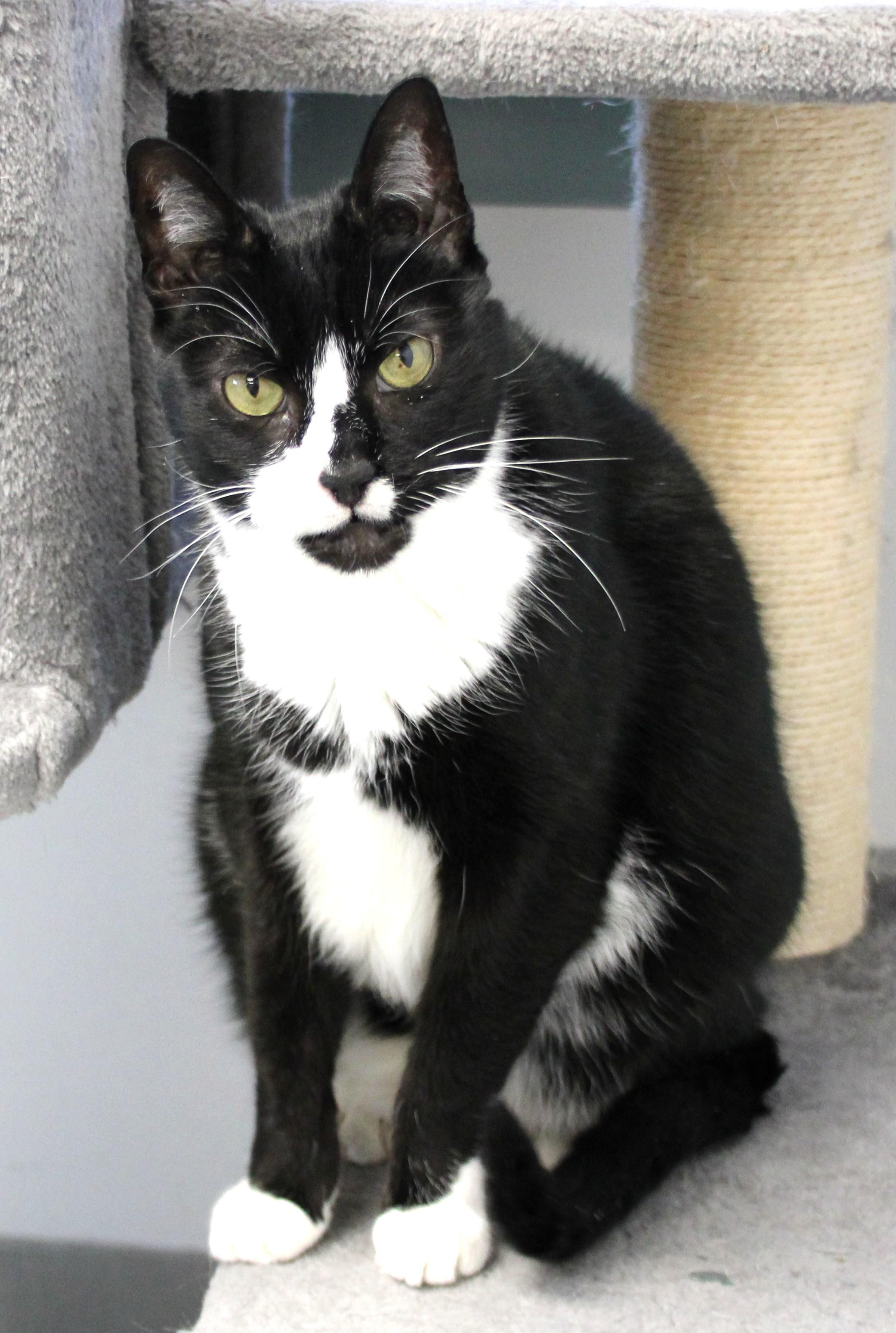 Enlarge Luka, a Adoptable Domestic Short Hair in Medfield, MA image 6/6