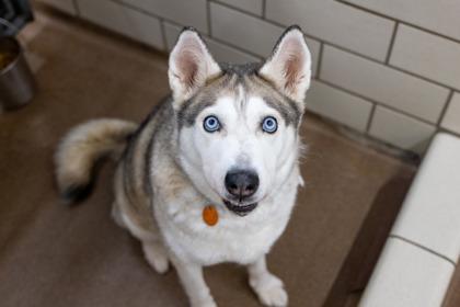 Arya, Adoptable, Adult Female Siberian Husky.