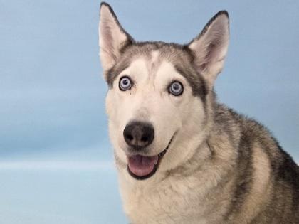 Arya, a Adoptable Siberian Husky in Golden Valley, MN image 2/3