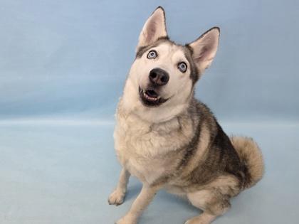 Arya, a Adoptable Siberian Husky in Golden Valley, MN image 3/3