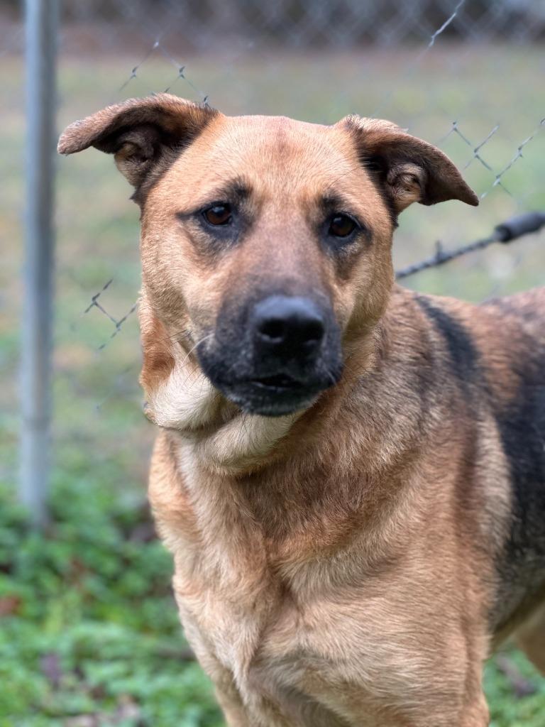 Gemma, Adoptable, Young Female German Shepherd Dog & Mixed Breed.