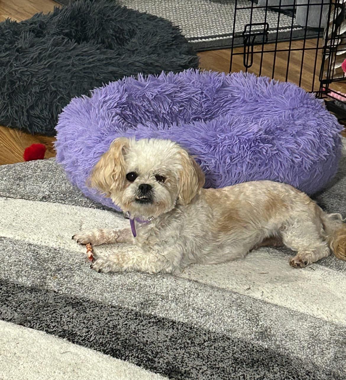 Ellie, Adopted, Adult Female Pekingese & Poodle.