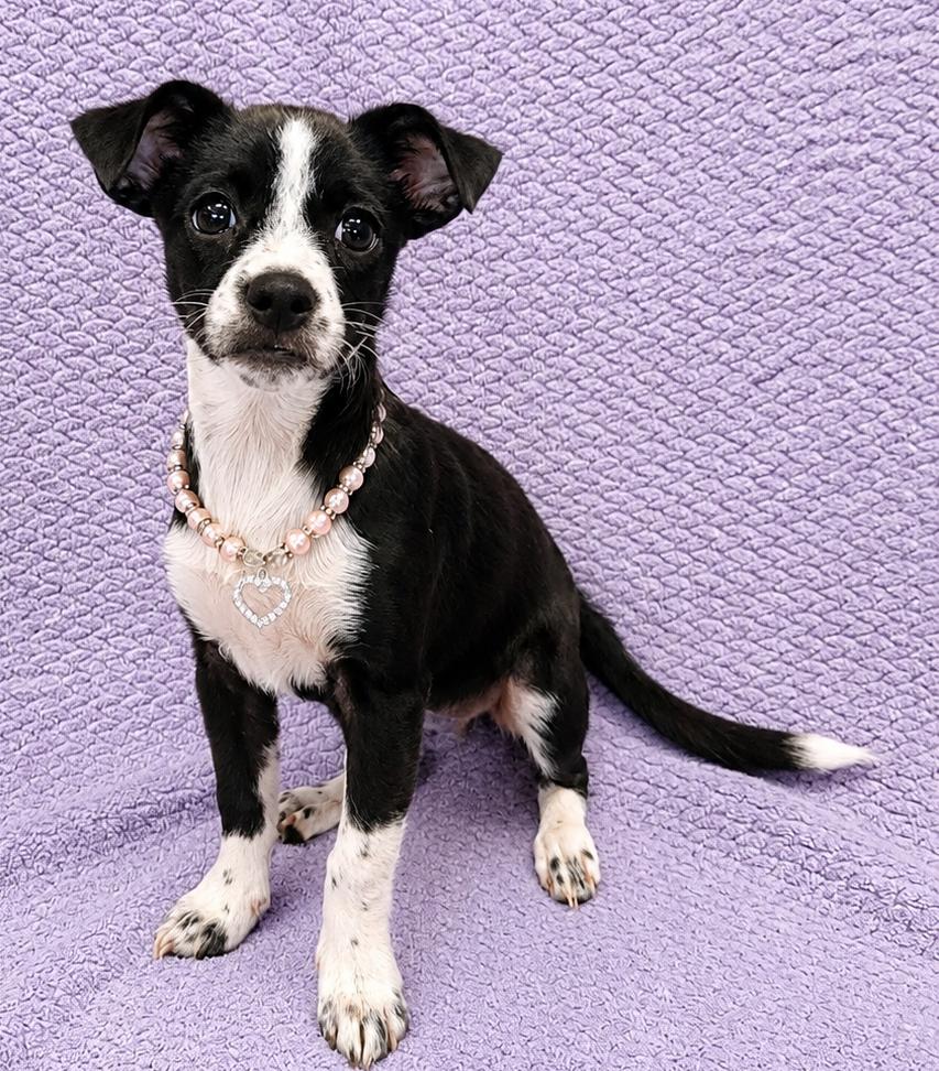 Enlarge Samantha, a Adoptable Chiweenie in Lodi, CA image 1/5