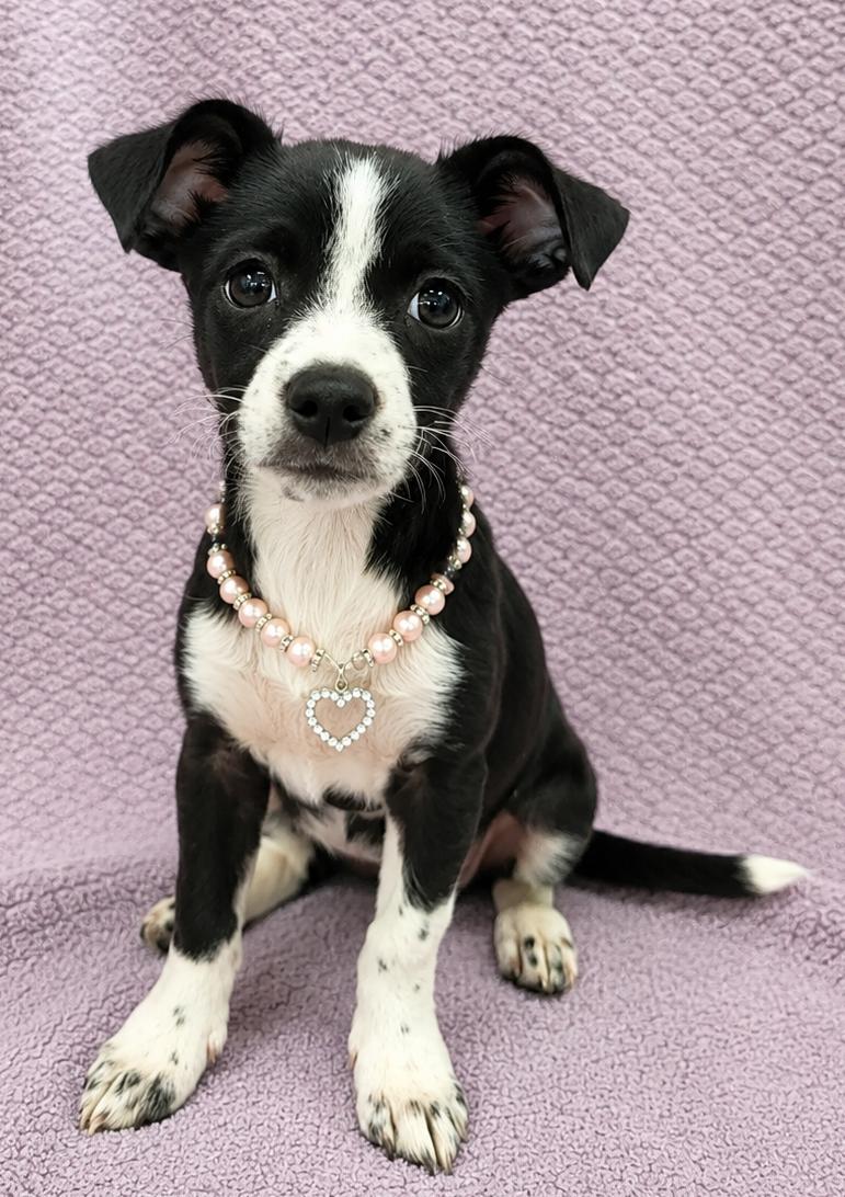 Enlarge Samantha, a Adoptable Chiweenie in Lodi, CA image 3/5