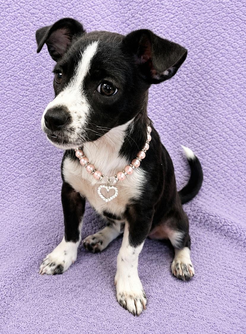 Enlarge Samantha, a Adoptable Chiweenie in Lodi, CA image 2/5