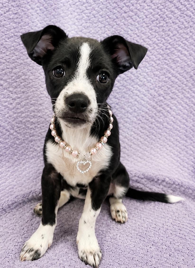 Enlarge Samantha, a Adoptable Chiweenie in Lodi, CA image 5/5