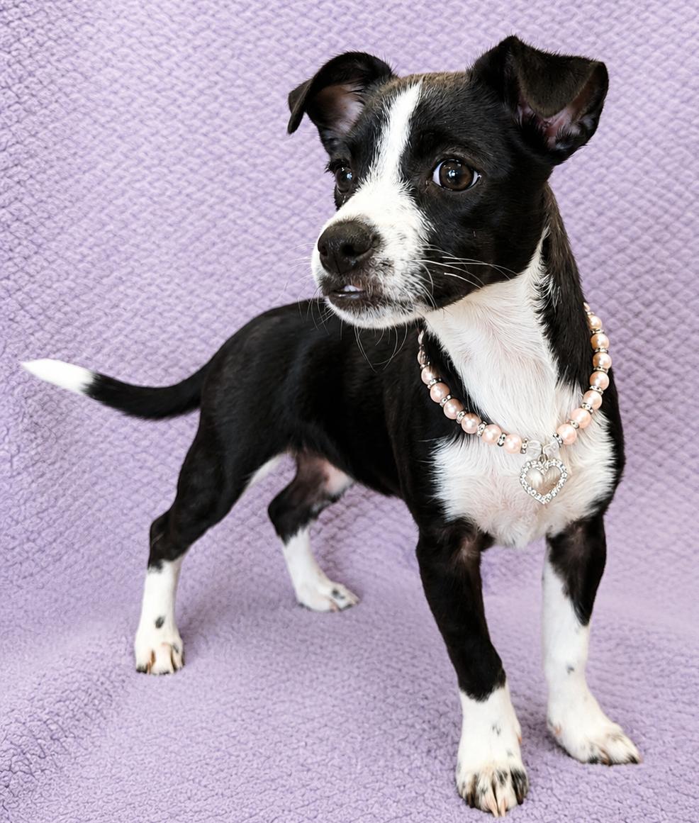 Enlarge Samantha, a Adoptable Chiweenie in Lodi, CA image 4/5