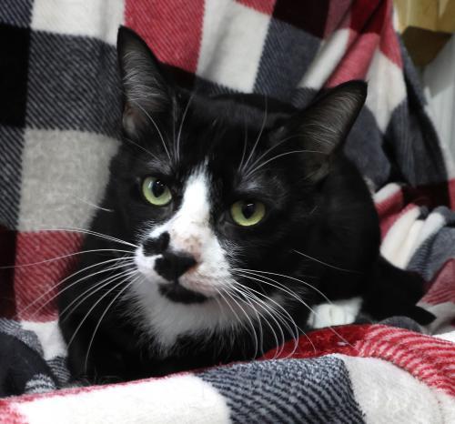 Enlarge Patches, a Adoptable mixed breed in Thief River Falls, MN image 1/1