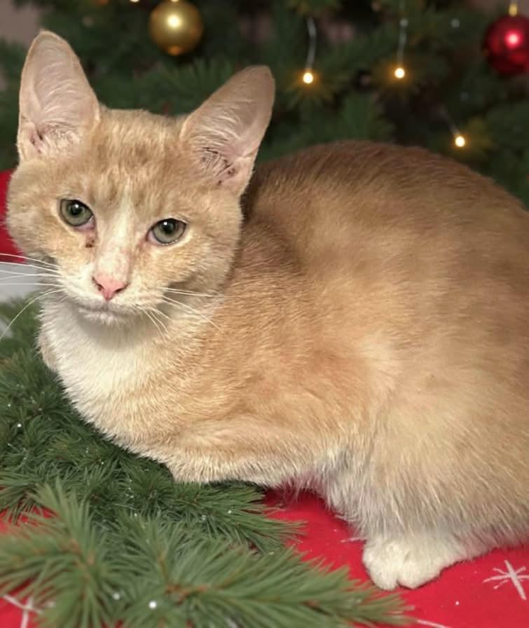 Holly, Adoptable, Young Female Domestic Short Hair.