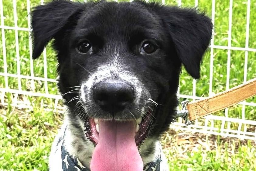 Enlarge Max, a Adoptable mixed breed in Hacienda Heights, CA image 1/6