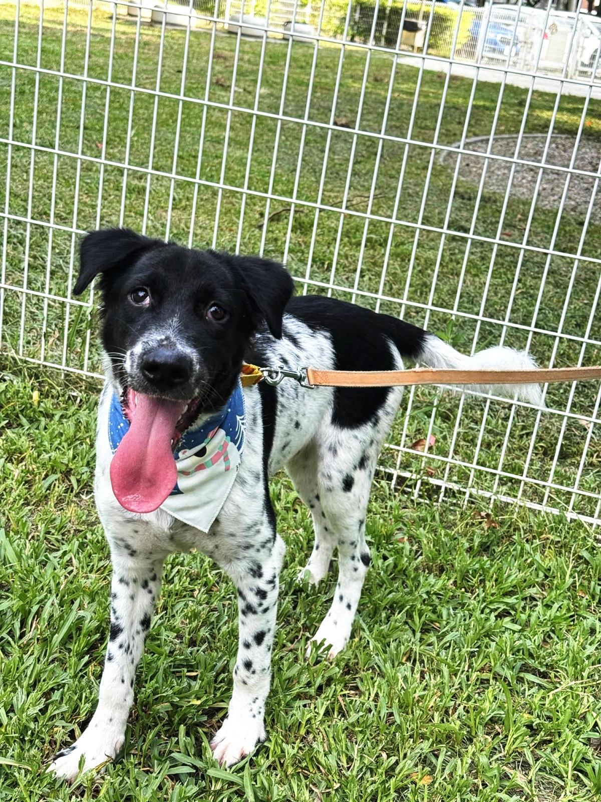 Enlarge Max, a Adoptable mixed breed in Hacienda Heights, CA image 4/6