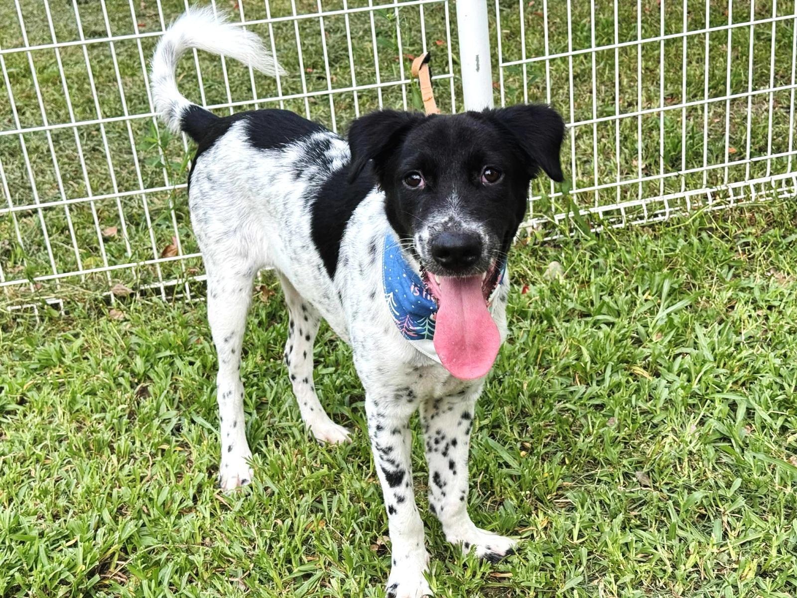 Enlarge Max, a Adoptable mixed breed in Hacienda Heights, CA image 5/6