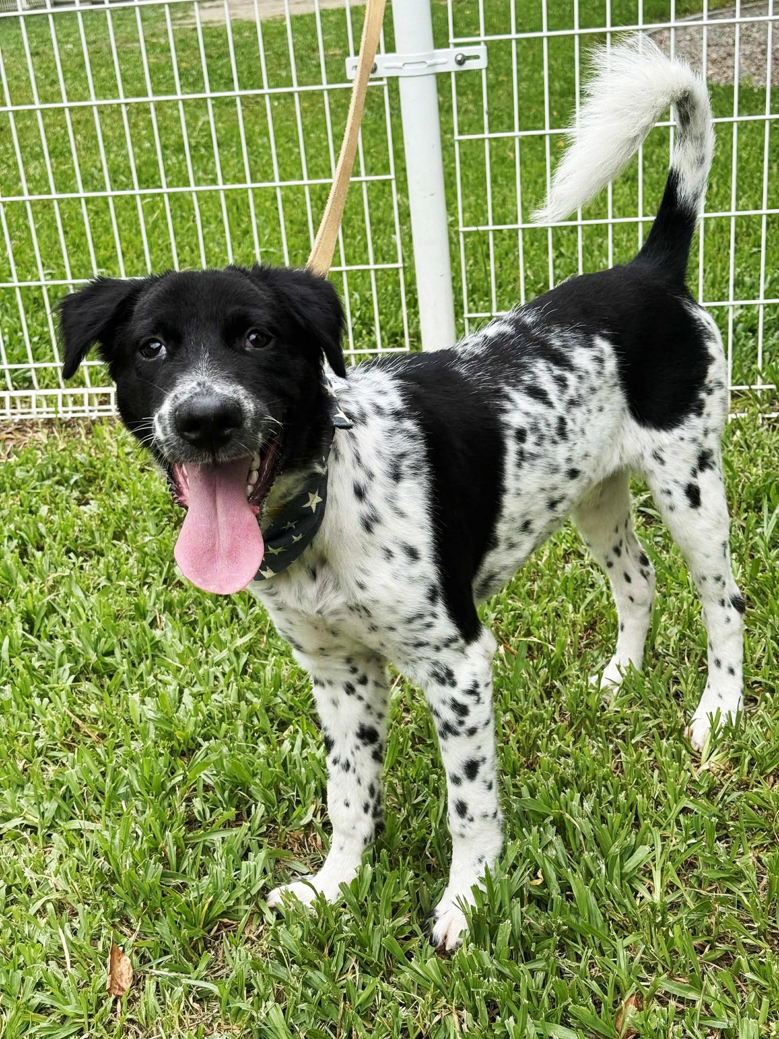 Enlarge Max, a Adoptable mixed breed in Hacienda Heights, CA image 6/6