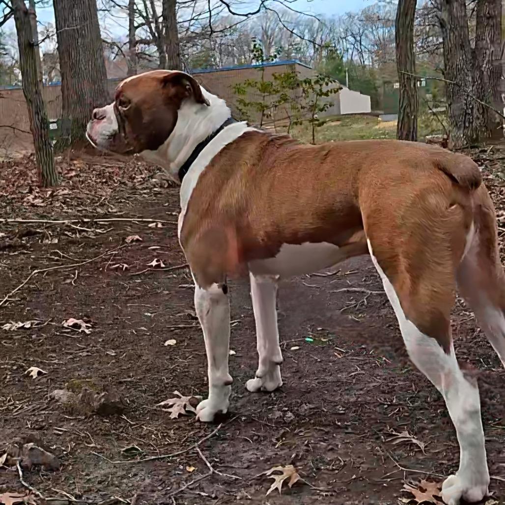 Enlarge Willie, a Adoptable American Bulldog in Waldorf, MD image 2/3
