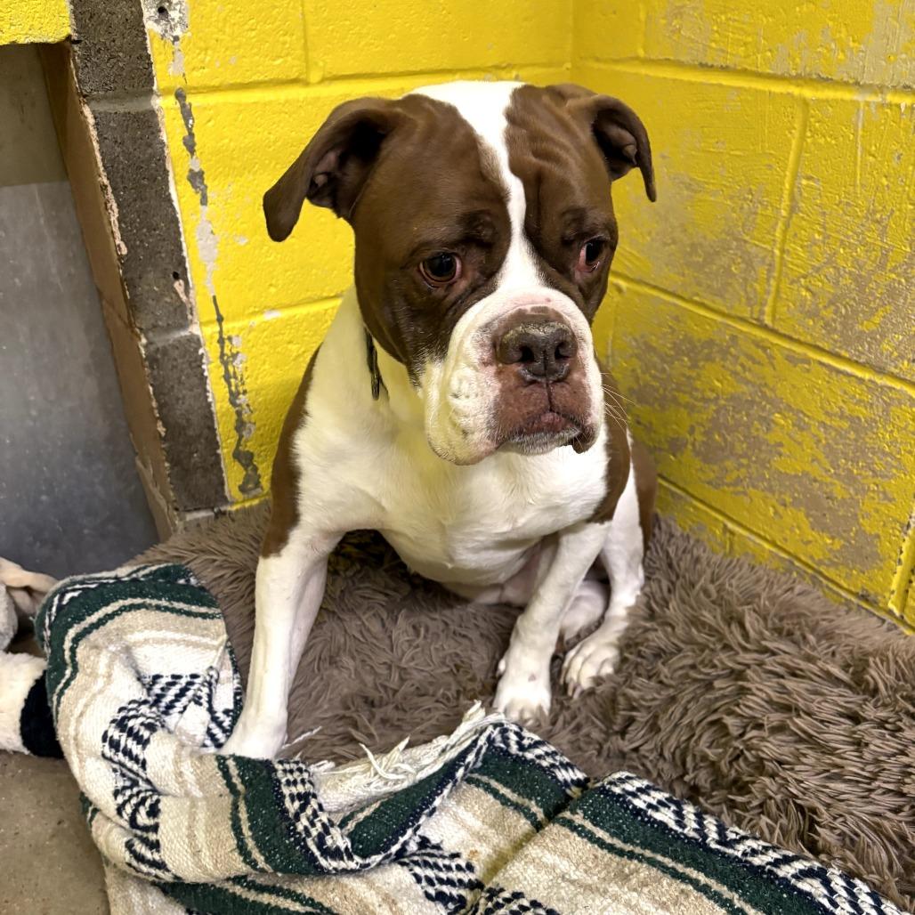 Willie, Adoptable, Adult Male American Bulldog.