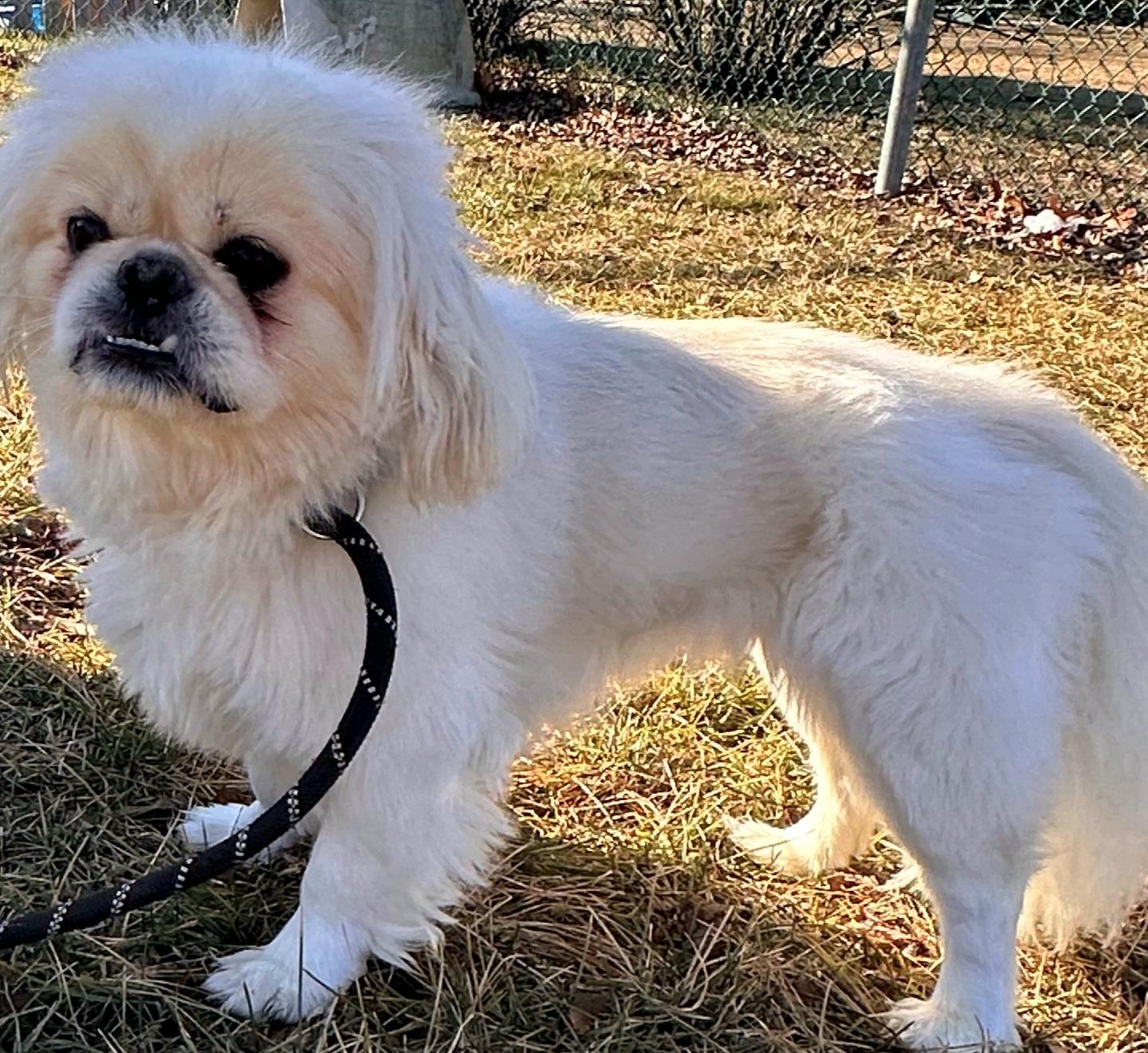Enlarge Olaf, a ADOPTABLE Pekingese in Hillsdale, NJ image 1/1