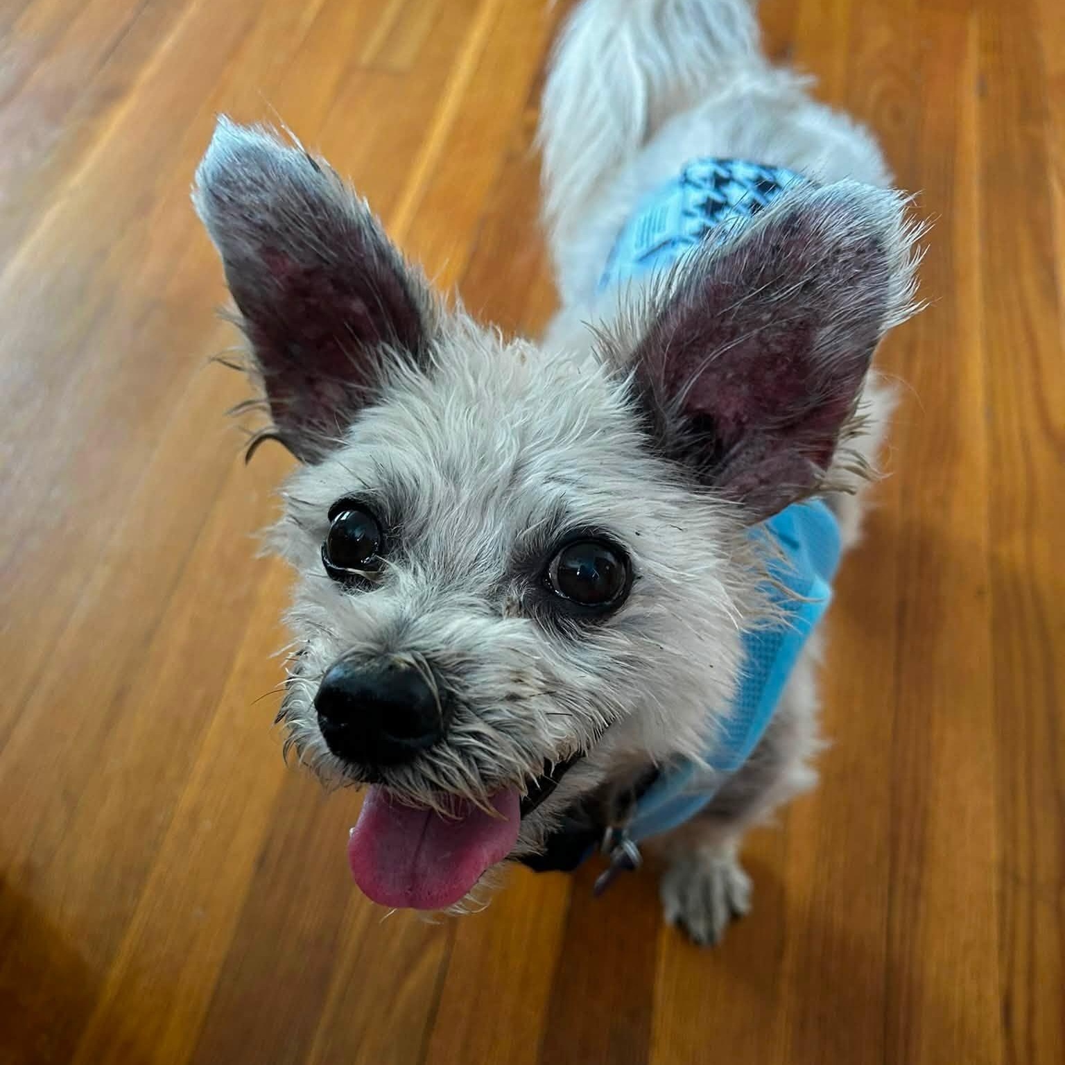 Enlarge Crispin, an adopted mixed breed in Rockville, MD image 5/6