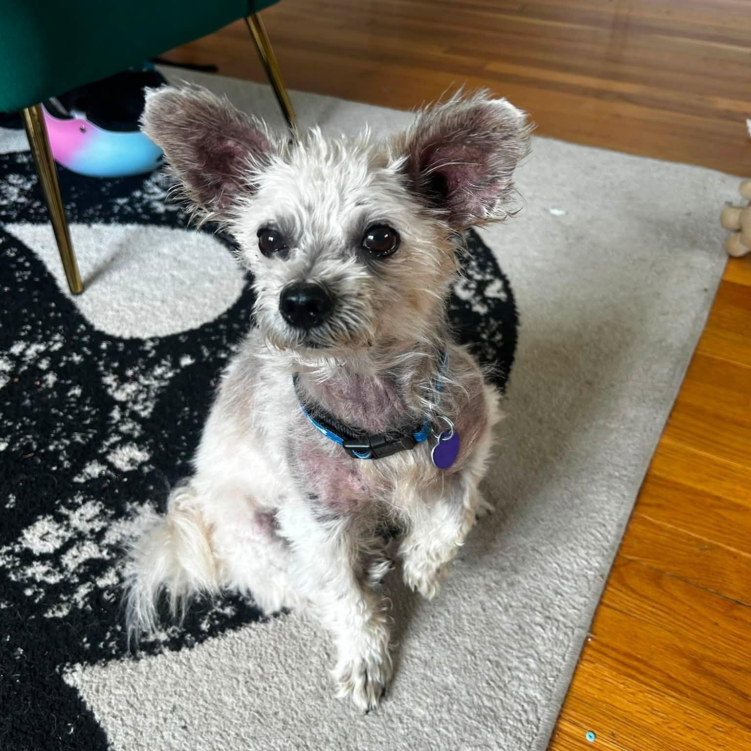 Enlarge Crispin, an adopted mixed breed in Rockville, MD image 4/6