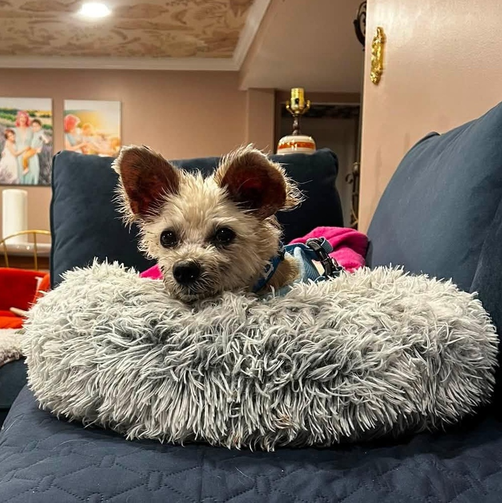 Enlarge Crispin, an adopted mixed breed in Rockville, MD image 6/6