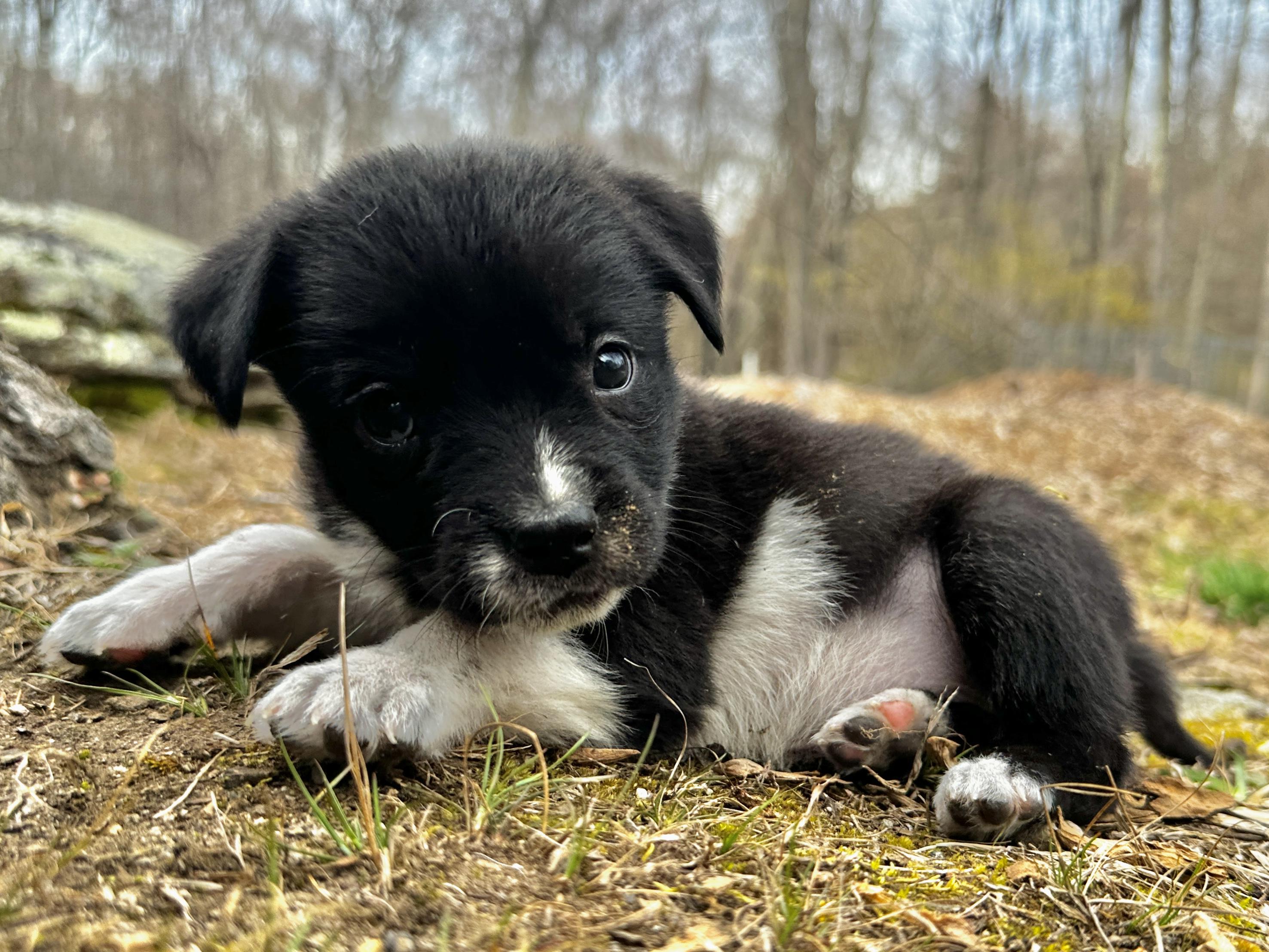 Enlarge Plum, an adopted mixed breed in Avon, CT image 5/6