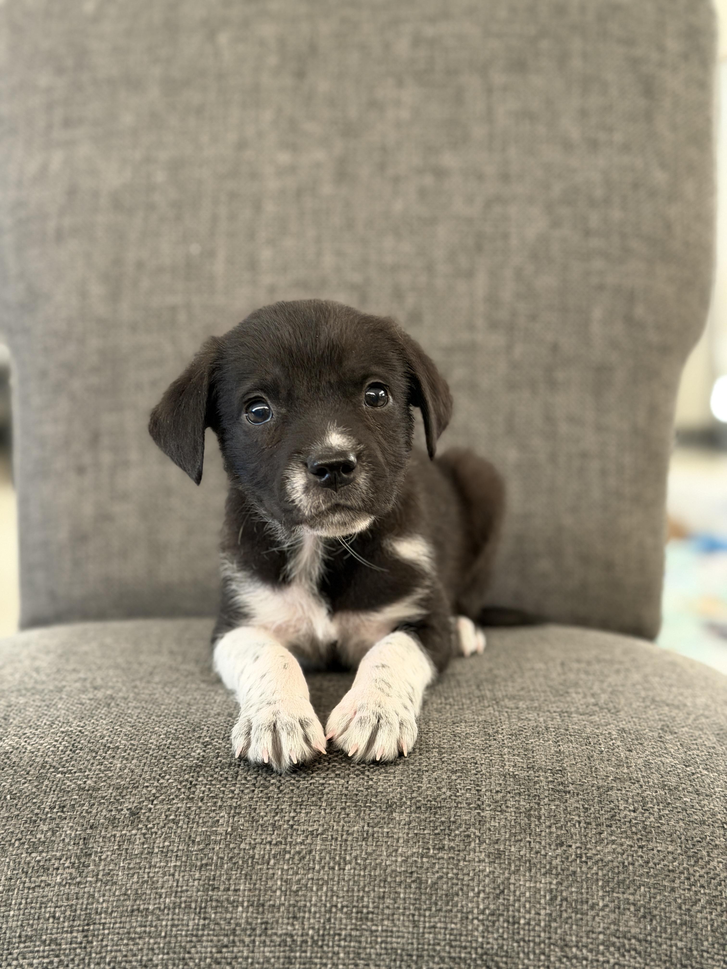 Plum, adopted, Puppy Female Labrador Retriever & Pit Bull Terrier.