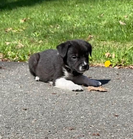 Enlarge Plum, an adopted mixed breed in Avon, CT image 6/6