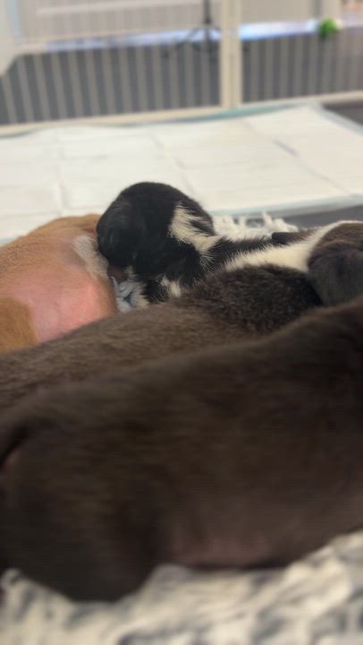 Enlarge Plum, an adopted mixed breed in Avon, CT video 4/6