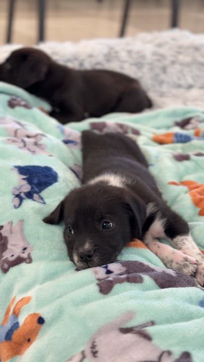 Enlarge Plum, an adopted mixed breed in Avon, CT video 2/6