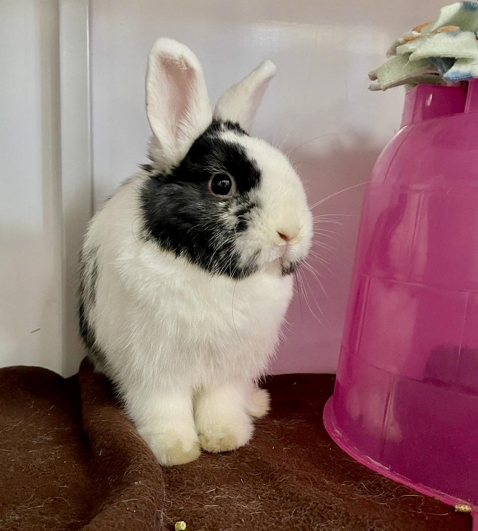 Enlarge Hiroshi, an adopted Dwarf in Chicago, IL image 1/1